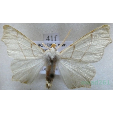 Ennomos quercinaria (Hufnagel, 1767) male Latalec dębiniak Czech41f